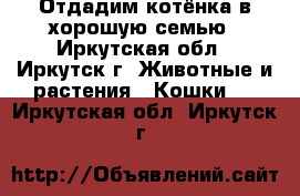 Отдадим котёнка в хорошую семью - Иркутская обл., Иркутск г. Животные и растения » Кошки   . Иркутская обл.,Иркутск г.